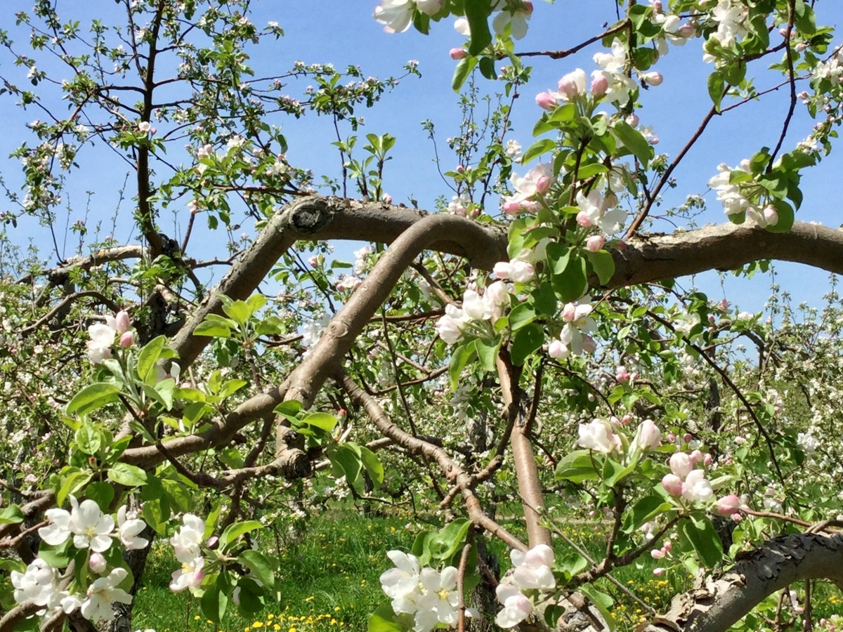 Le véritable sens du mot&nbsp;foi