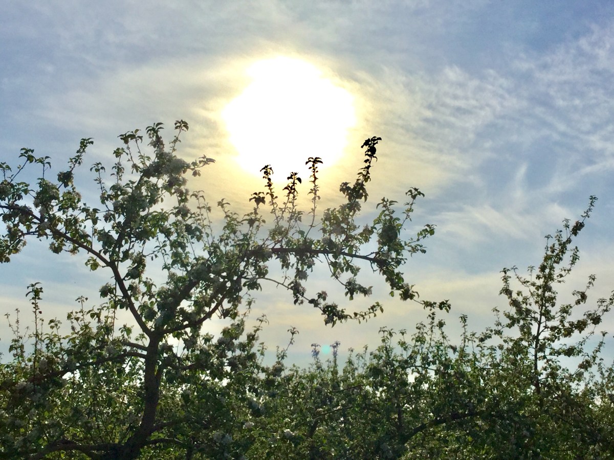Choisir d&rsquo;être intensément présent à ce qui&nbsp;Est