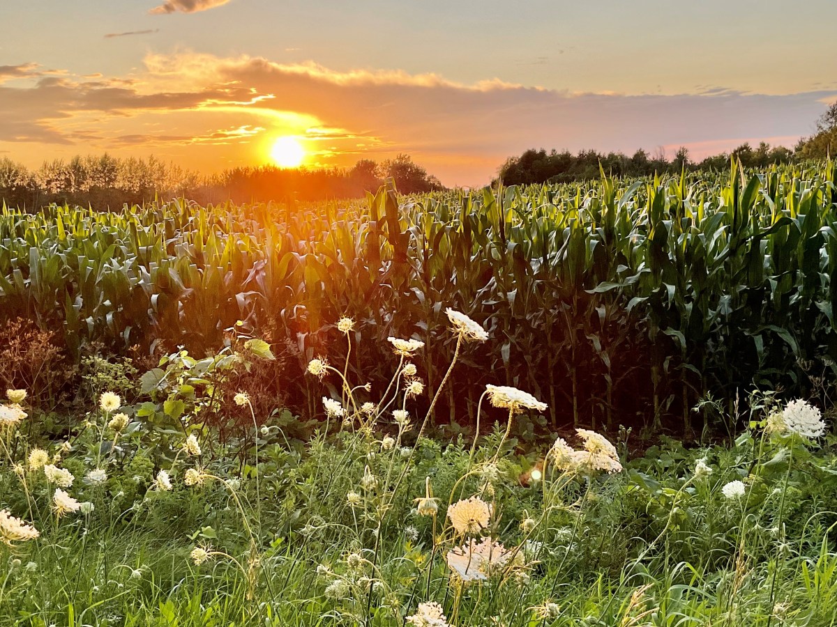 Bien mystérieuse est la source de nos sentiments de joie, de peine, de bien-être et de&nbsp;mal-être